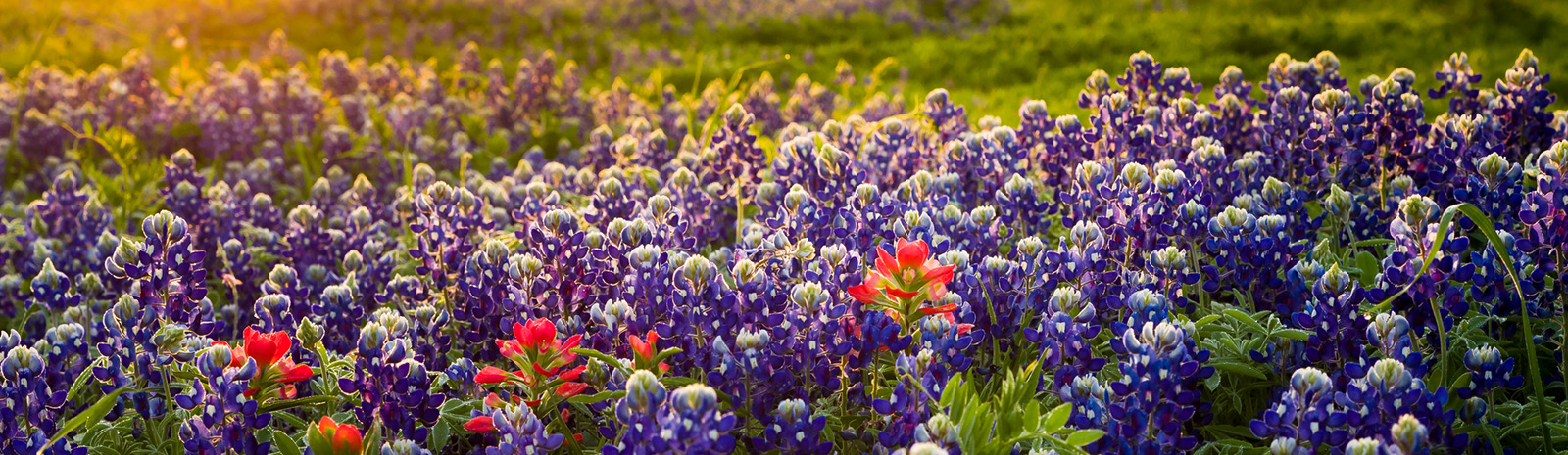 Field of purple flowers